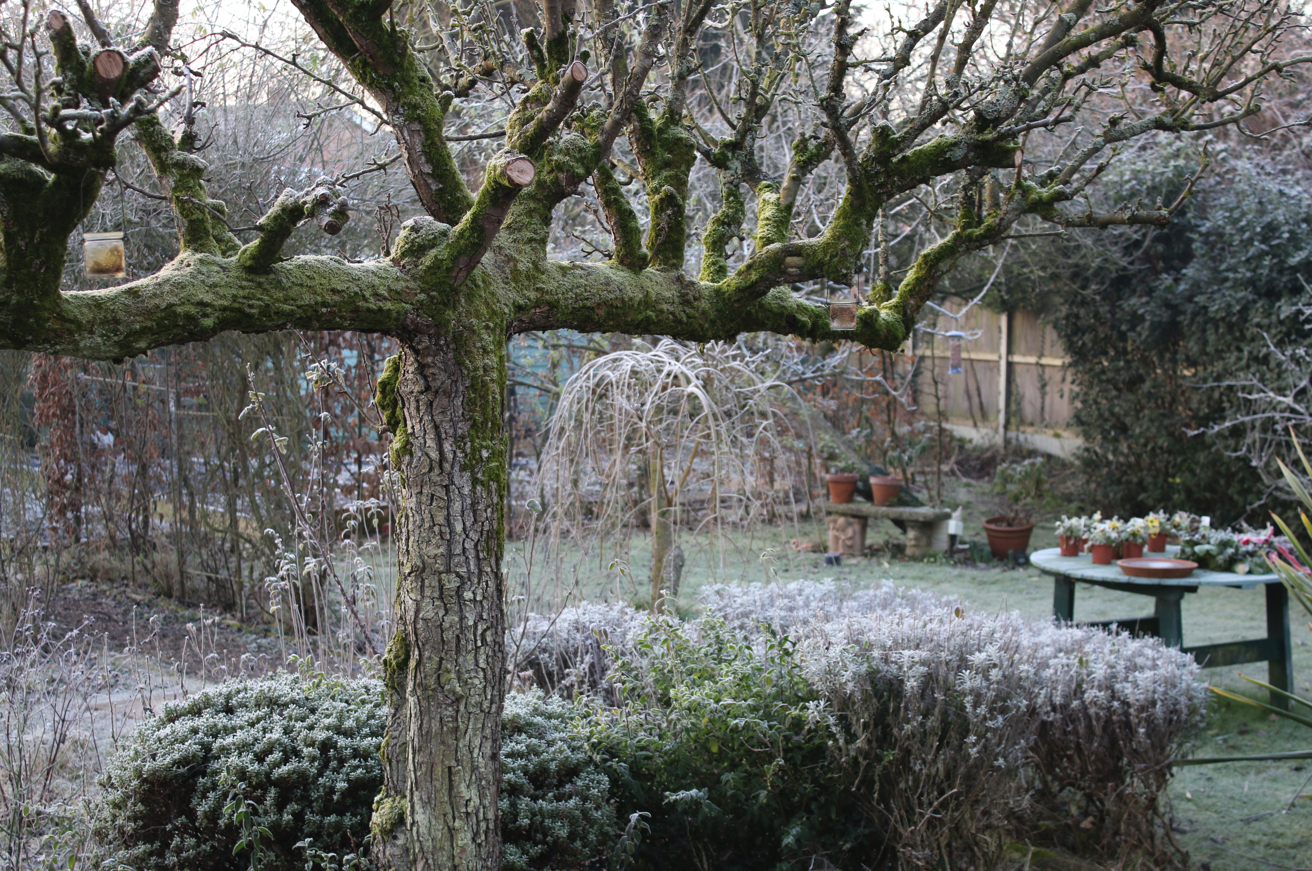 garden covered in a layer of frost