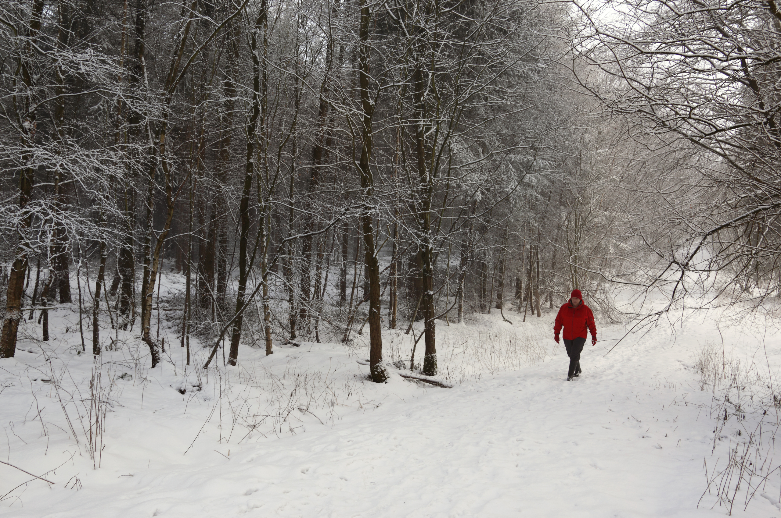Someone walking through a Yorkshire forest in the winter