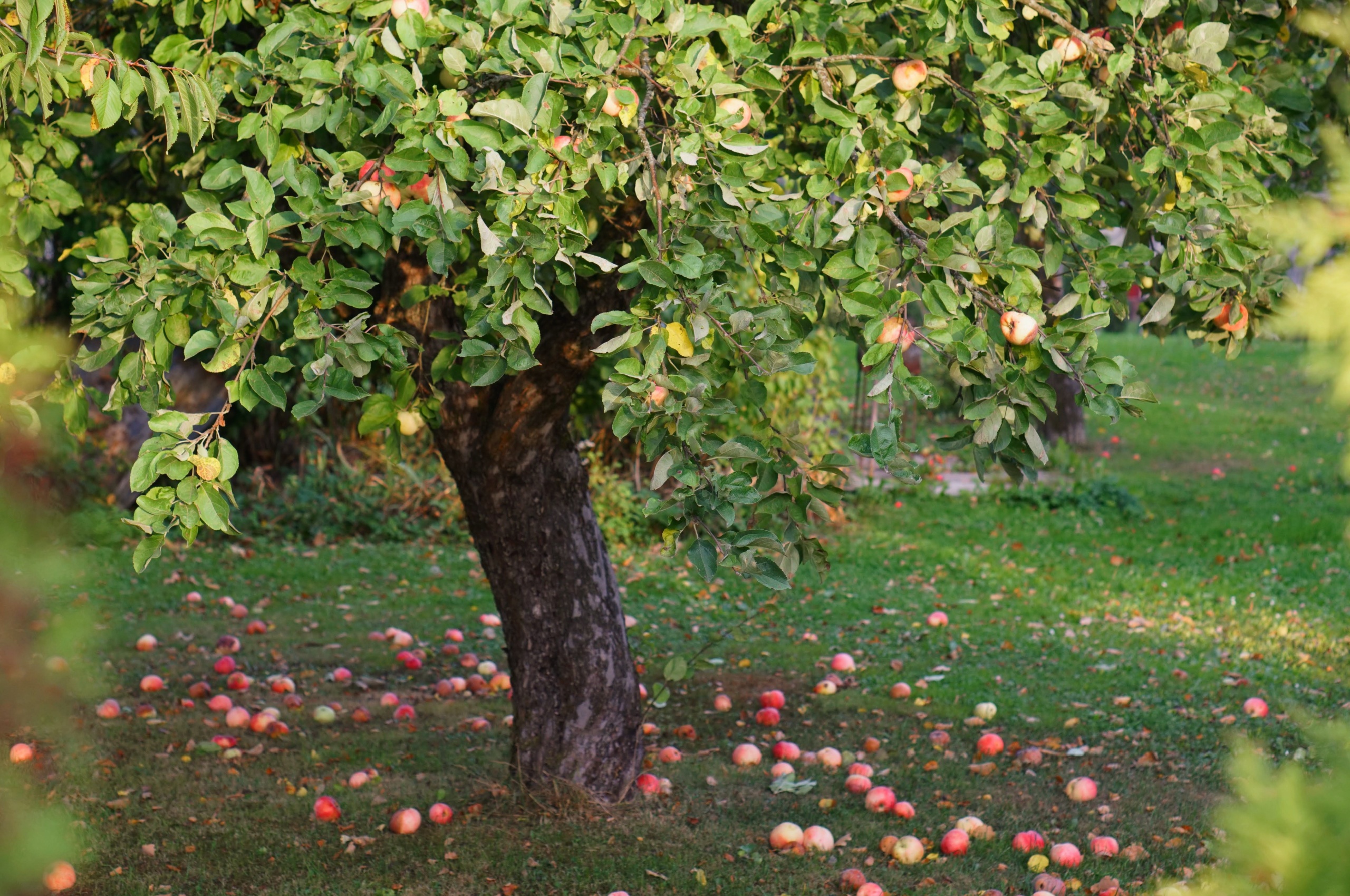 Apples falling from an apple tree